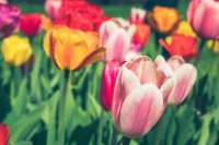 Dit is het beste moment om bloembollen te planten