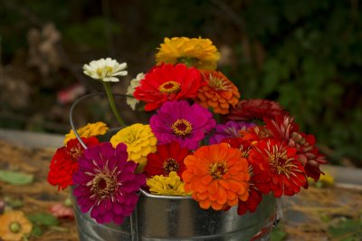 Zo haal je elke week verse bloemen uit je eigen tuin