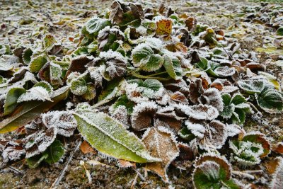 Bescherm je kwetsbare planten voor de eerste nachtvorst