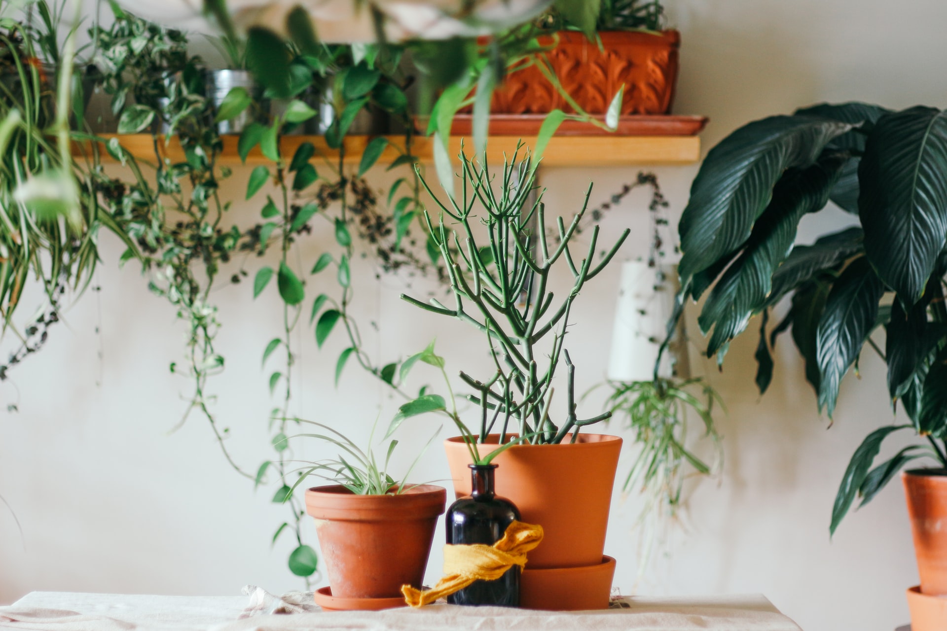 Dit is waarom je planten moet toevoegen aan je woning