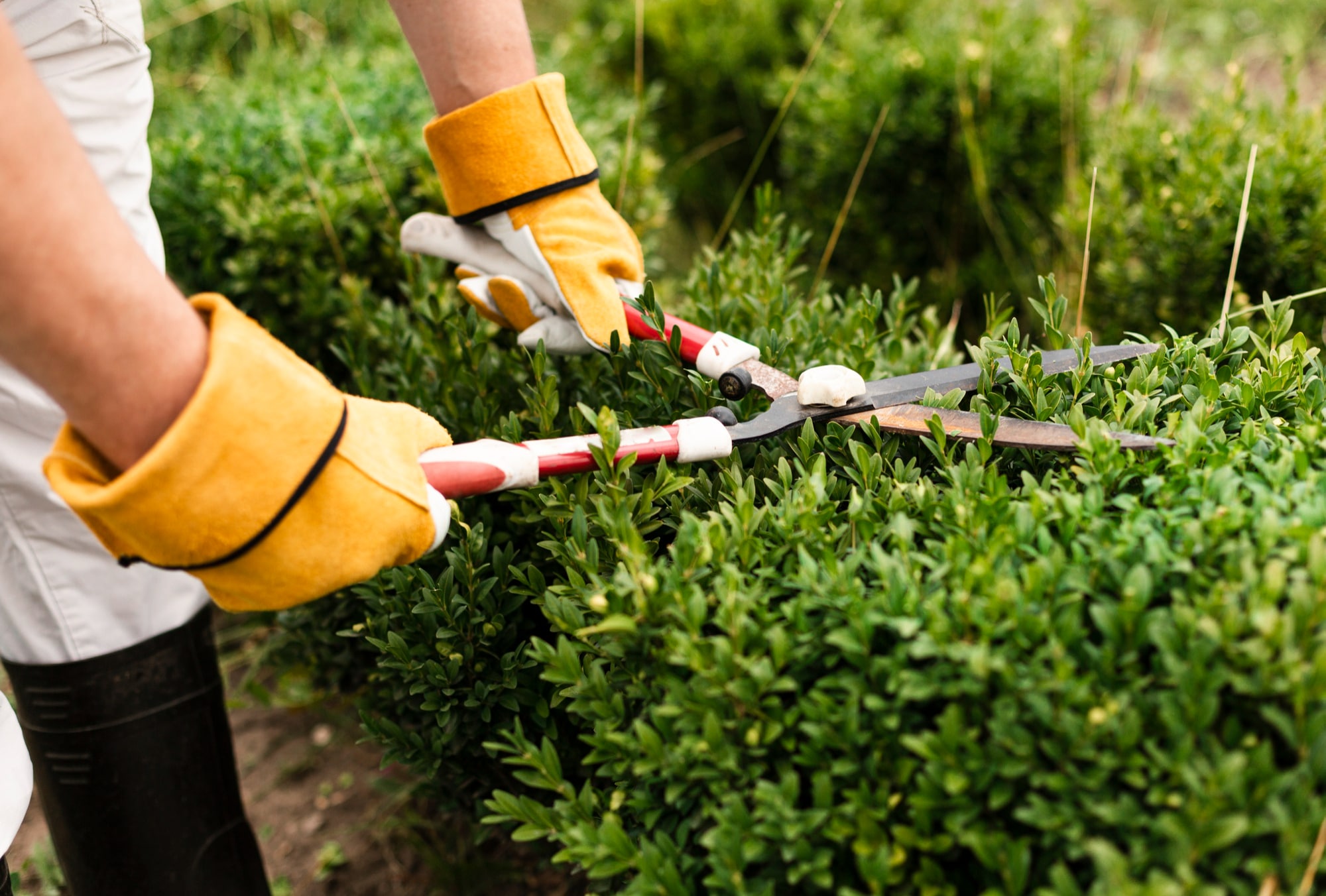 Hoe je een tuin creëert voor weinig geld
